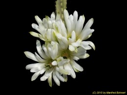 Echinocereus pentalophus v. albiflorus 786